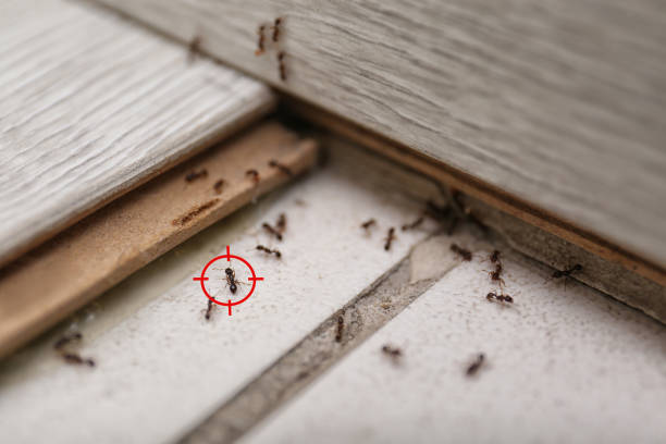 Best Bed Bug Extermination  in Fairway, KS